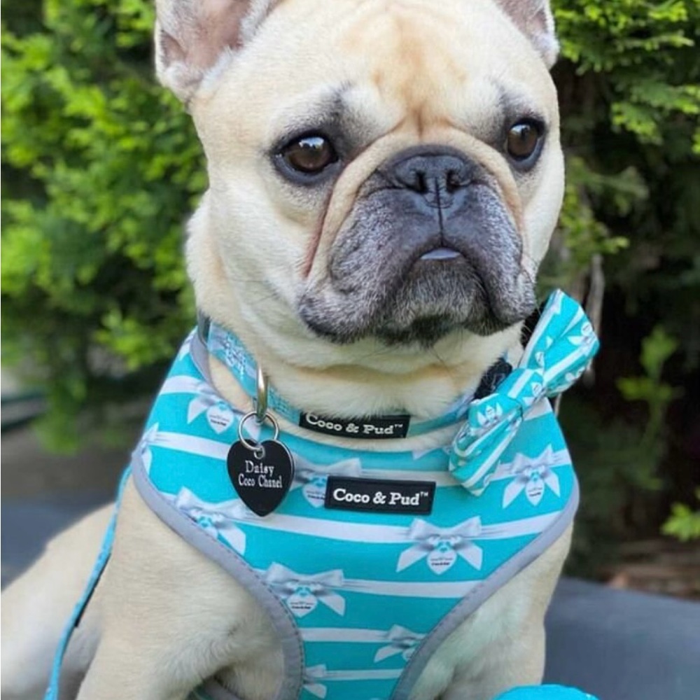Coco & Pud Audrey Dog Harness | Reversible | Tiffany Blue/White | XS